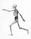 Skeleton Human Vintage Clipart