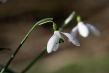 Snowdrops, White Flowers