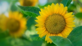 Sunflower Blossom Macro Photography