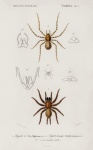 Spiders Illustration Art Old