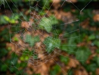 Spider Web, Web, Nature