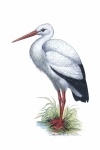 Stork Bird Vintage Illustration