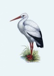 Stork Bird Vintage Clipart