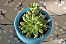 Succulent In Blue Pot