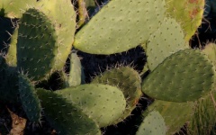 Sunlit Cactus Thorny Background
