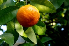 Tangerine Growing In Tree