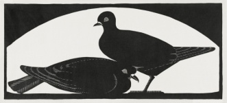 Pigeons Vintage Illustration Old