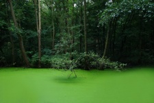 Pond Algae Water Surface Photo