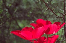 Thorns Over Red Flowers
