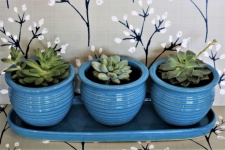 Three Succulents In Blue Pots