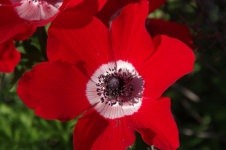 Top View Of Red Anemone Flower