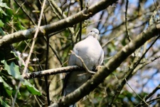 Perched Dove