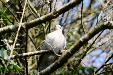 Dove Perched In The Tree