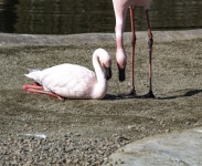 Two Flamingo Birds