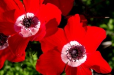 Two Red Anemone Flowers