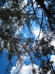 Upward View Of Tall Eucalyptus Tree