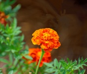 Vibrant Lantana Flower