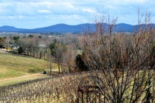 Vineyard At Georgia, USA