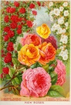 Vintage Floral Garden Catalogue