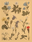 Vintage Botanical Flowers Ephemera