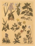 Vintage Botanical Plants Collage