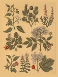 Vintage Botanical Plants Collage