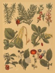 Vintage Botanical Plants Ephemera