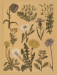Vintage Botanical Plants Sheet