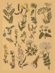 Vintage Botany Collage Plants