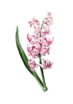 Vintage Clipart Hyacinth Flower