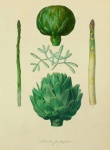 Vintage Vegetable Illustration Old
