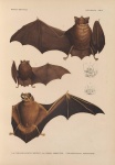 Vintage Illustration Bats