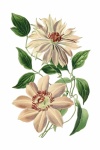 Vintage Illustration Art Flowers