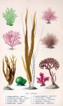 Vintage Illustration Of Seaweed Nature