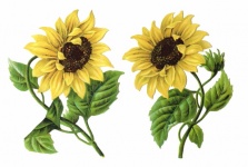 Vintage Illustration Of Sunflowers