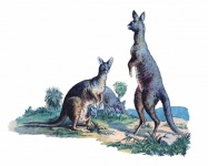 Vintage Kangaroo Illustration Old