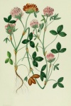 Vintage Clover Flowers Illustration
