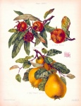 Vintage Fruit Fruit Garden