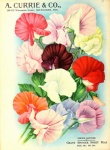 Vintage Seed Flowers Catalogue