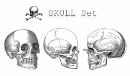 Vintage Skull Skull Old