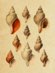 Vintage Sea Shells Collage