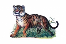 Vintage Tiger Illustration Old
