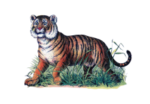 Vintage Tiger Art Clipart
