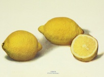 Vintage Lemons Art Old
