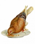 Bird Vintage Art Illustration