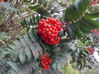 Rowan Tree Berries Fruits