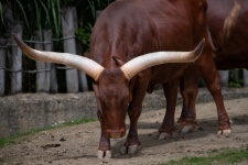Watusi Beef, Beef, Cow