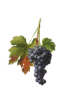 Wine Grapes Vines Vine Leaves