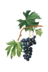 Wine Grapes Vines Vine Leaves