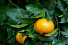 Wet Orange Mandarins In Orchard